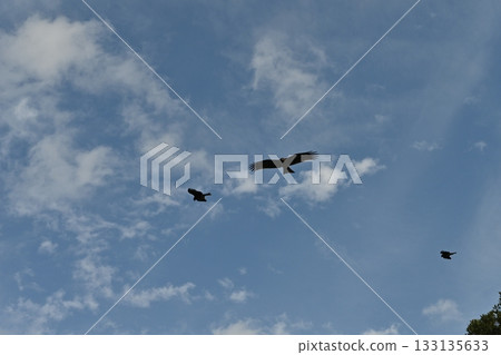 鳥兒飛翔在天空中 133135633