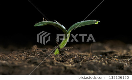 Small green seedling emerging from soil in a dark environment, symbolizing growth and renewal 133136130