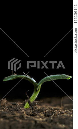 New plant seedling breaks through soil in a dark environment showcasing fresh growth in nature's cycle New plant seedling breaks through soil in a dark environment showcasing fresh growth in nature's cycle 133136141