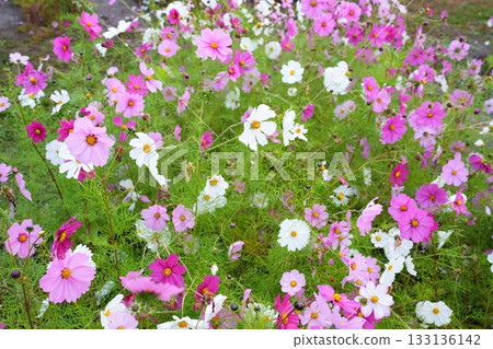 波斯菊花 133136142