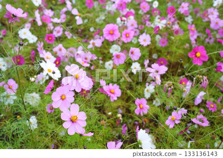波斯菊花 133136143
