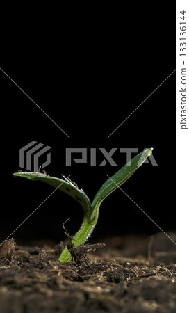 New plant sprouting from the soil in a dark environment captured in detail showcasing growth and vitality 133136144