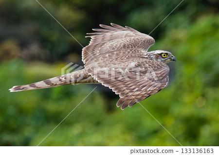 A young sparrowhawk gliding through the mountains 133136163