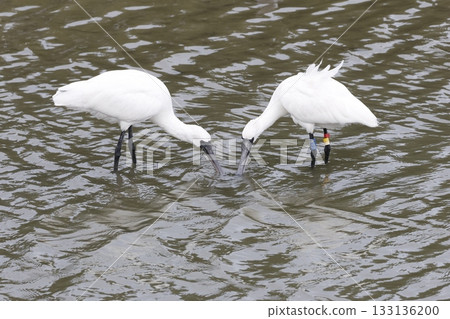 黑臉琵鷺,沖繩縣富見城市米村 黑臉琵鷺,沖繩縣富見城市米村 133136200