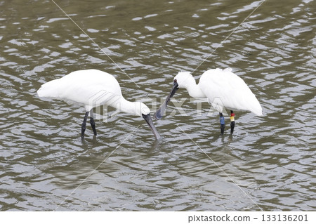 黑臉琵鷺，沖繩縣富見城市米村 133136201