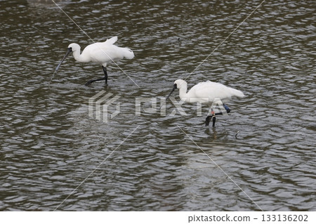 黑臉琵鷺，沖繩縣富見城市米村 133136202