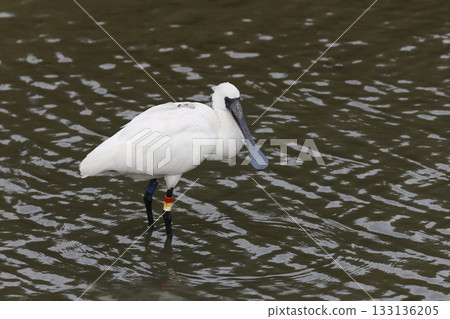 黑臉琵鷺，沖繩縣富見城市米村 133136205