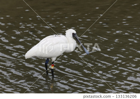 黑臉琵鷺,沖繩縣富見城市米村 黑臉琵鷺,沖繩縣富見城市米村 133136206
