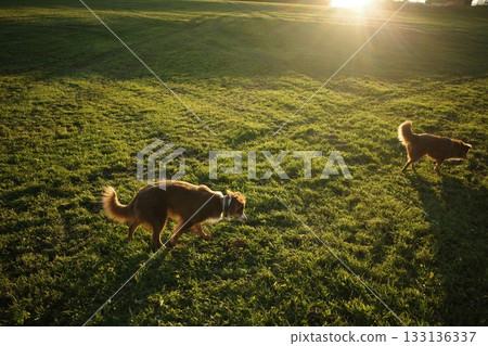 Dogs playing in sunny green field at sunset Dogs playing in sunny green field at sunset 133136337