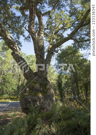 Sunlight filters through trees cork oak at the edge of a Landes forest, Moliets Sunlight filters through trees cork oak at the edge of a Landes forest, Moliets 133136343