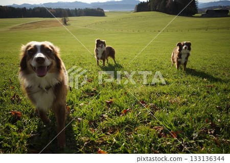 Three Australian Shepherds in a Green Field Three Australian Shepherds in a Green Field 133136344