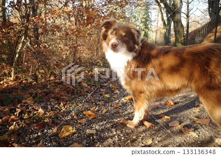 Australian Shepherd Dog in Autumn Forest 133136348