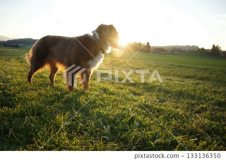 Australian Shepherd Standing in Golden Sunset Field Australian Shepherd Standing in Golden Sunset Field 133136350