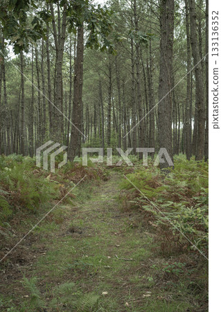 Hiking trail through Landes pine forest in Moliets on a calm day Hiking trail through Landes pine forest in Moliets on a calm day 133136352