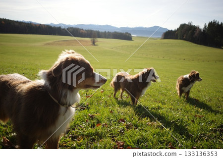 Three Australian Shepherds in Sunny Green Field 133136353