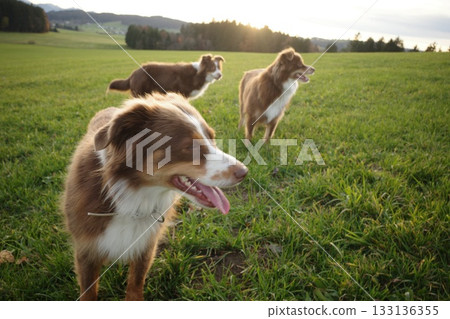 Three Australian Shepherds Playing in a Green Field at Sunset Three Australian Shepherds Playing in a Green Field at Sunset 133136355