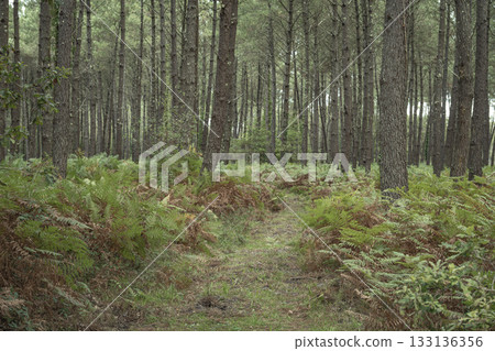 Hiking trail through Landes pine forest in Moliets on a calm day Hiking trail through Landes pine forest in Moliets on a calm day 133136356
