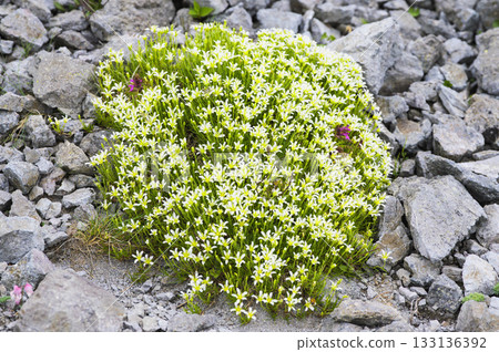 倫格山上的高山三葉草盛開 倫格山上的高山三葉草盛開 133136392