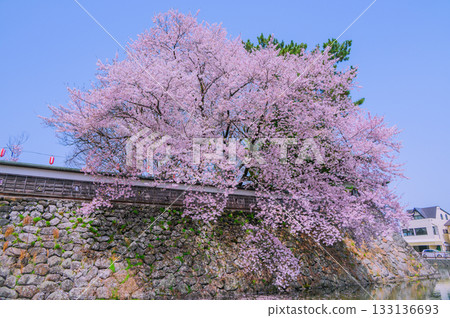 [Suwa Takashima Castle] Cherry blossoms along the moat [Suwa City] 133136693