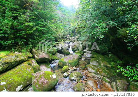 屋久島森林景色:一條清澈的溪流穿過原始森林,兩旁是長滿青苔的岩石。 屋久島森林景色:一條清澈的溪流穿過原始森林,兩旁是長滿青苔的岩石。 133137036
