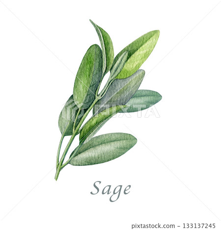 Sage herb watercolor vintage style illustration. Hand drawn salvia officinalis plant. Realistic botanical sage organic herb element. Fresh salvia stem with green leaves isolated on white background Sage herb watercolor vintage style illustration. Hand drawn salvia officinalis plant. Realistic botanical sage organic herb element. Fresh salvia stem with green leaves isolated on white background 133137245