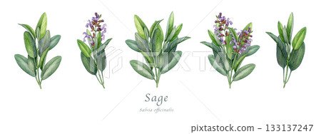 Sage herb set watercolor vintage illustration. Hand drawn salvia officinalis plant. Realistic botanical sage organic herb element. Natural salvia bunch, flowers and green leaves on white background 133137247