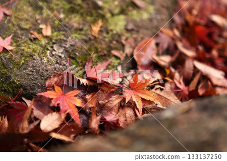 Autumn leaves 2112 41 Autumn leaves 2112 41 133137250