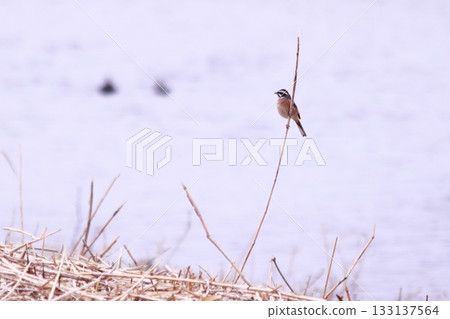 A white-throated sparrow perched on a dead branch near a river 133137564