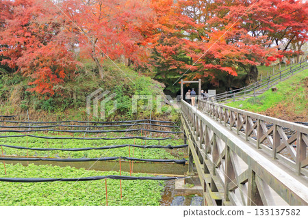 秋天的安曇野大王芥末農場 133137582