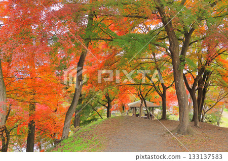 Autumn in Azumino: Autumn leaves at Daio Wasabi Farm Autumn in Azumino: Autumn leaves at Daio Wasabi Farm 133137583
