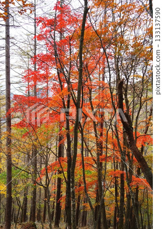 Autumn leaves Autumn leaves 133137590