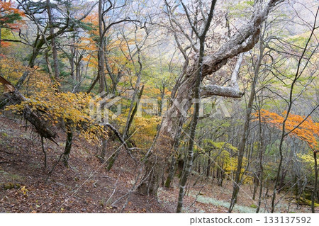 Autumn leaves 133137592