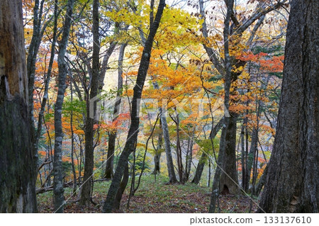 Autumn leaves Autumn leaves 133137610