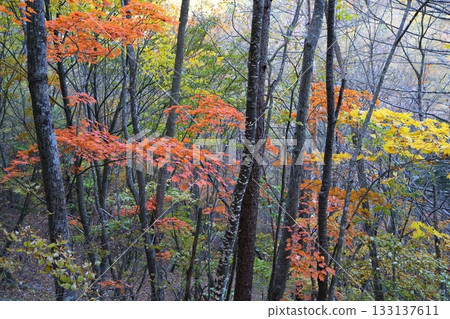 Autumn leaves Autumn leaves 133137611
