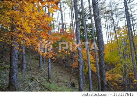 Autumn leaves Autumn leaves 133137612