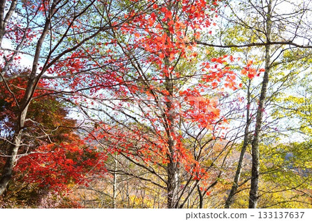 Autumn leaves 133137637