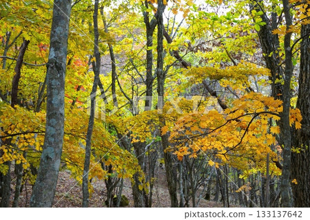 Autumn leaves Autumn leaves 133137642