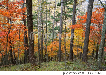 Autumn leaves 133137646