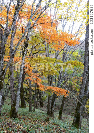 Autumn leaves 133137655