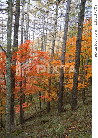 Autumn leaves 133137705