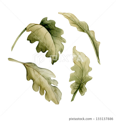 Green flower leaves set. Botanical plants. Watercolor hand drawn floral illustration isolated on white background for wedding design cozy home textile cosmetic package porcelain crockery fresh fabric Green flower leaves set. Botanical plants. Watercolor hand drawn floral illustration isolated on white background for wedding design cozy home textile cosmetic package porcelain crockery fresh fabric 133137886