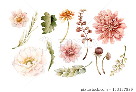 Autumn flowers leaves set. Fall plants Dahlia Chrysanthemum Zinnia. Watercolor hand drawn floral illustration isolated on white background for wedding home textile cosmetic package porcelain crockery Autumn flowers leaves set. Fall plants Dahlia Chrysanthemum Zinnia. Watercolor hand drawn floral illustration isolated on white background for wedding home textile cosmetic package porcelain crockery 133137889