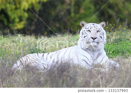 White Tiger   133137993