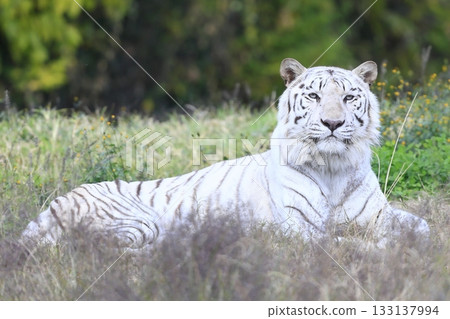 白虎 白虎 133137994