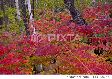 秋葉被染成鮮豔的紅色 秋葉被染成鮮豔的紅色 133138233