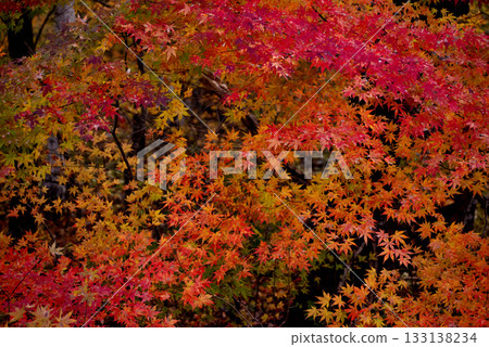秋葉被染成鮮豔的紅色 秋葉被染成鮮豔的紅色 133138234