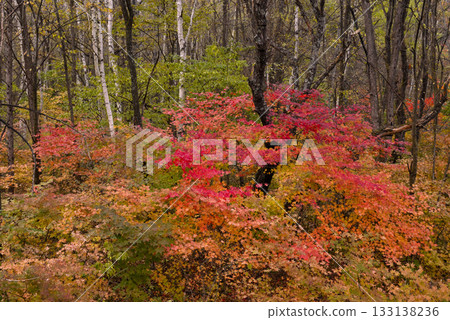 秋葉被染成鮮豔的紅色 秋葉被染成鮮豔的紅色 133138236