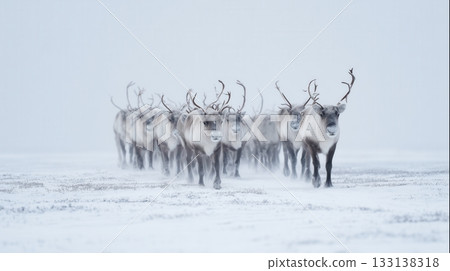 Wild reindeer herd moving across snowy tundra under cold winter light, symbolizing Arctic wilderness, survival, and natural harmony. Ideal for editorial use, travel magazines, and wildlife projects. 133138318