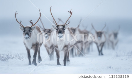 Wild reindeer herd crossing snowy tundra in Arctic winter, symbolizing strength, survival, and natural beauty. Ideal for wildlife editorials, documentaries, and travel publications. 133138319