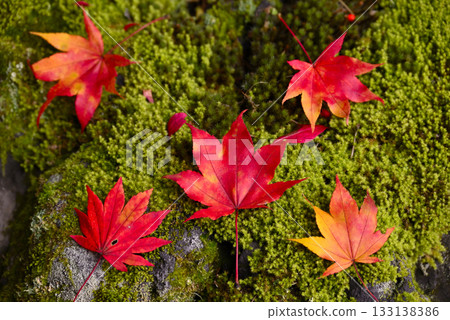 Autumn leaves falling on moss Autumn leaves falling on moss 133138386